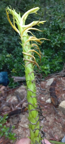 Image of Pitcairnia Abscondita (Pitcairnia abscondita) by no rights reserved
