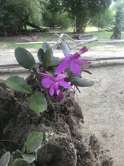 Cattleya violacea