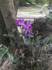 Cattleya violacea