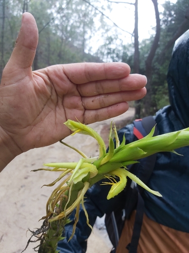 Image of Pitcairnia Abscondita (Pitcairnia abscondita) by no rights reserved