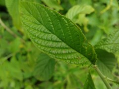 Heliotropium transalpinum