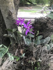 Cattleya violacea