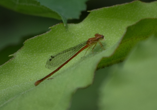 Anisagrion image
