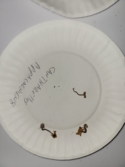 Cantharellus appalachiensis