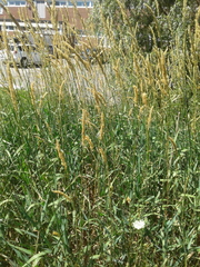 Calamagrostis × acutiflora