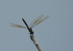 Brachymesia