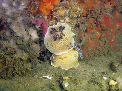 Aphelodoris varia