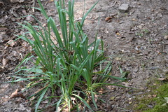 Yucca arkansana