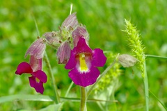 Proboscidea louisianica fragrans