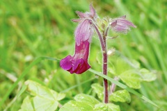 Proboscidea louisianica fragrans