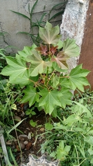Jatropha curcas