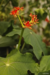 Jatropha podagrica