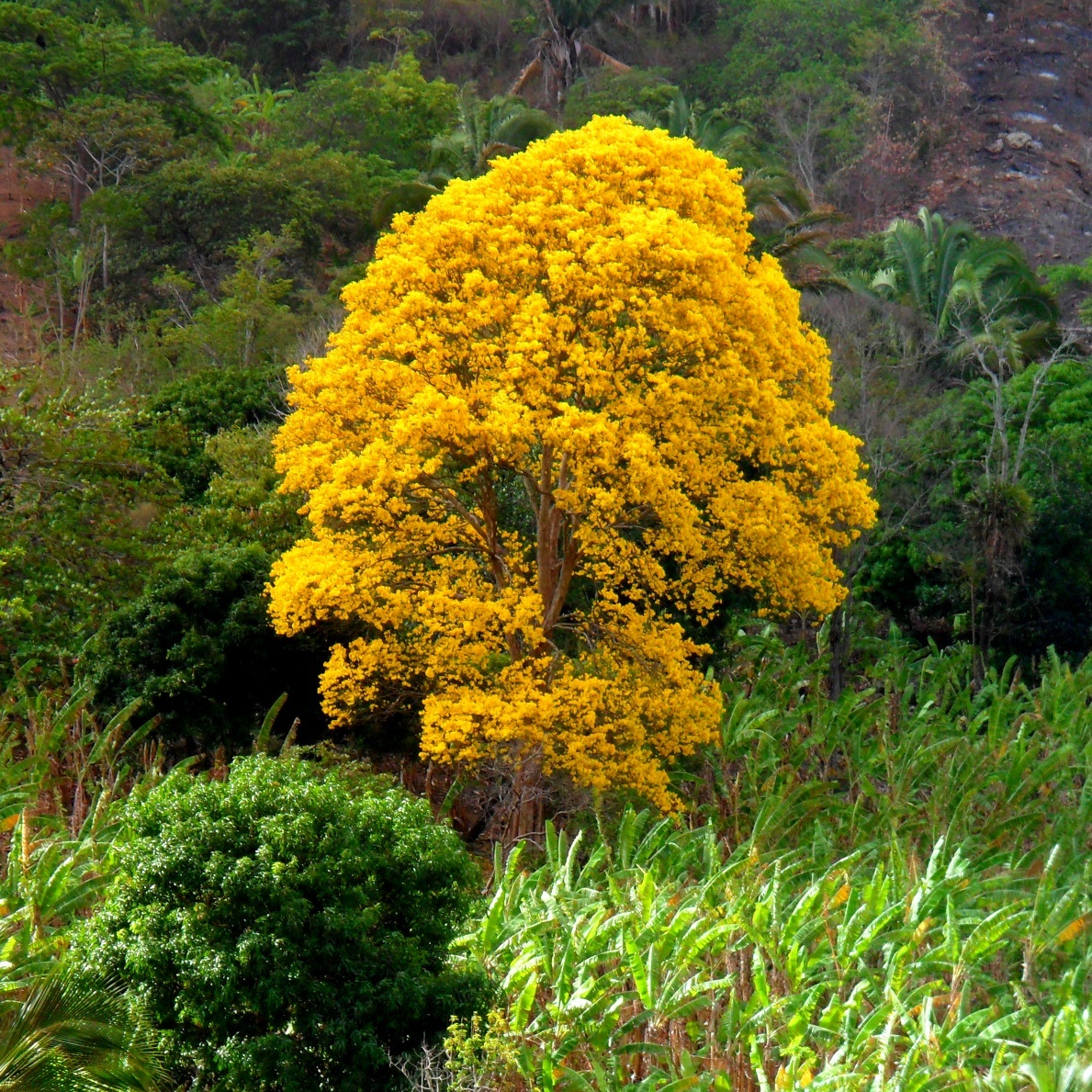 Pau-d'Arco-Amarelo-da-Mata (Handroanthus serratifolius) · BioDiversity4All