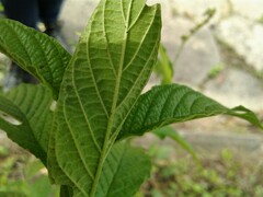 Heliotropium transalpinum