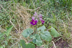 Proboscidea louisianica fragrans