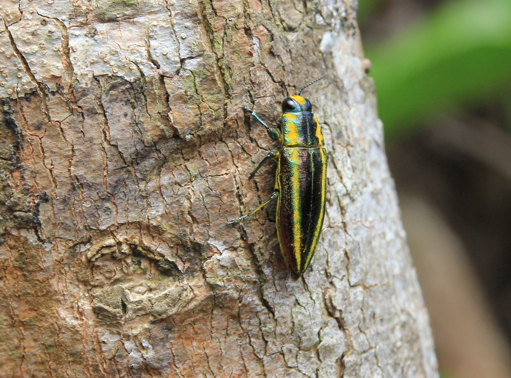 Iridotaenia