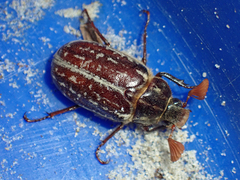 Polyphylla variolosa