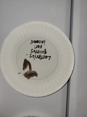 Lactarius quietus incanus