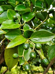 Cinnamomum kotoense
