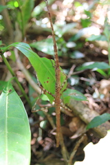 Phasmotaenia lanyuhensis