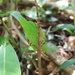 蘭嶼筒胸竹節蟲 - Photo 由 Allen Lyu 所上傳的 (c) Allen Lyu，保留部份權利CC BY-NC