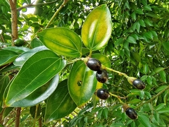 Cinnamomum kotoense
