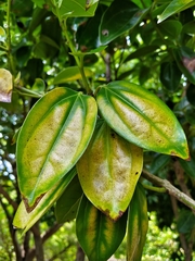 Cinnamomum kotoense