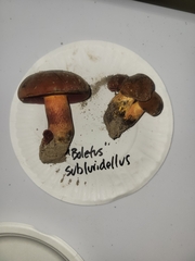 Boletus subluridellus