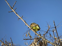 Pitangus sulphuratus