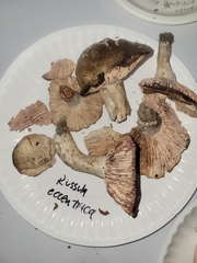 Russula eccentrica