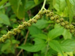 Heliotropium transalpinum