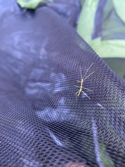 Sipyloidea