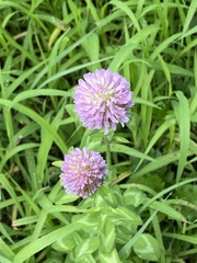Trifolium pratense