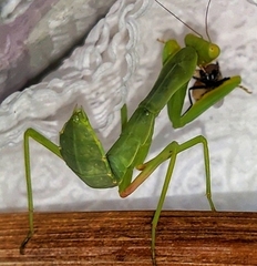 Hierodula tenuidentata