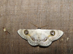 Problepsis borneamagna