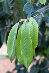 Rhamnidium elaeocarpum