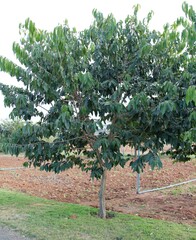 Rhamnidium elaeocarpum