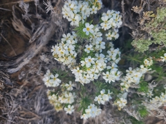 Leptosiphon nuttallii pubescens