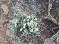 Leptosiphon nuttallii pubescens