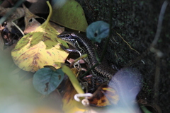 Eutropis borealis