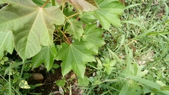 Jatropha curcas