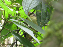 Basileuterus tristriatus
