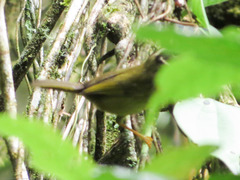 Basileuterus tristriatus
