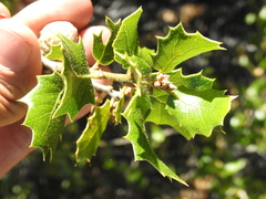 Quercus wislizeni wislizeni