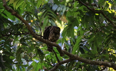 Ninox japonica