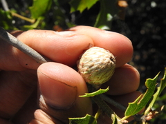 Quercus wislizeni wislizeni