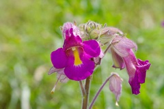 Proboscidea louisianica fragrans