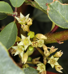 Frangula rubra rubra
