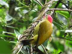 Colaptes rubiginosus