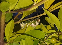 Acontista mexicana